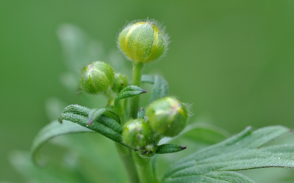 Poisonous plant blossom bloom