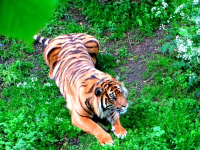 IMG 3096crop