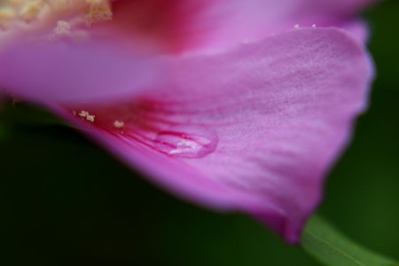 la goutte de fleur photo