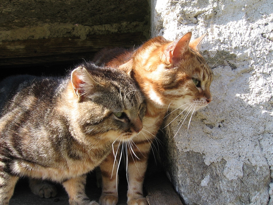 Wild stone fauna