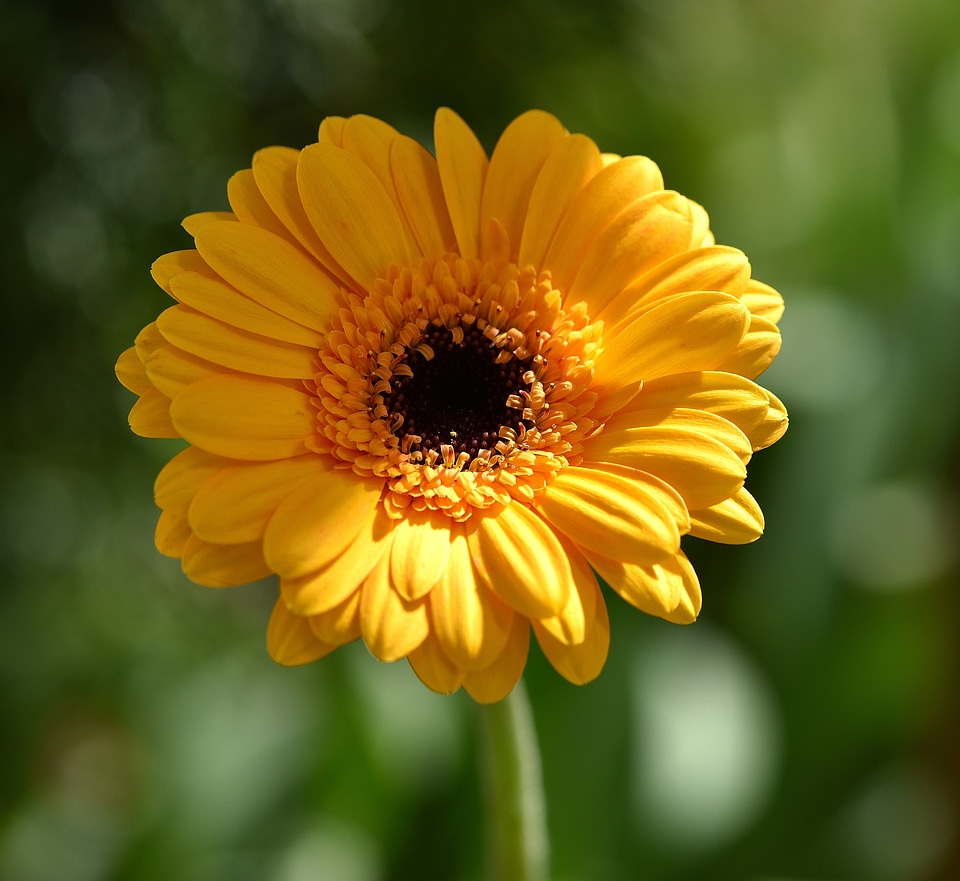 Blossom bloom orange photo