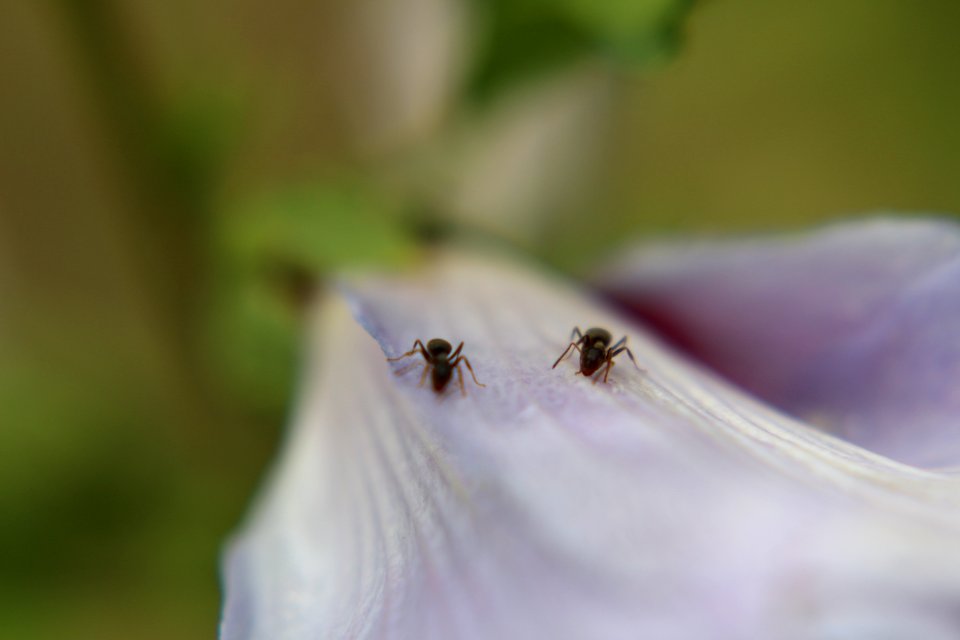 une course de fourmis