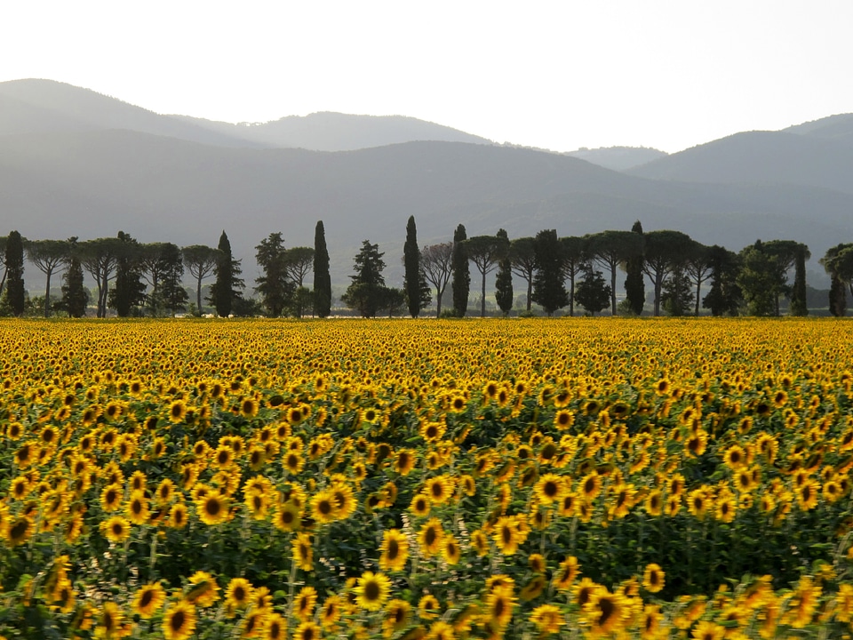 Sunflowers sunset italy