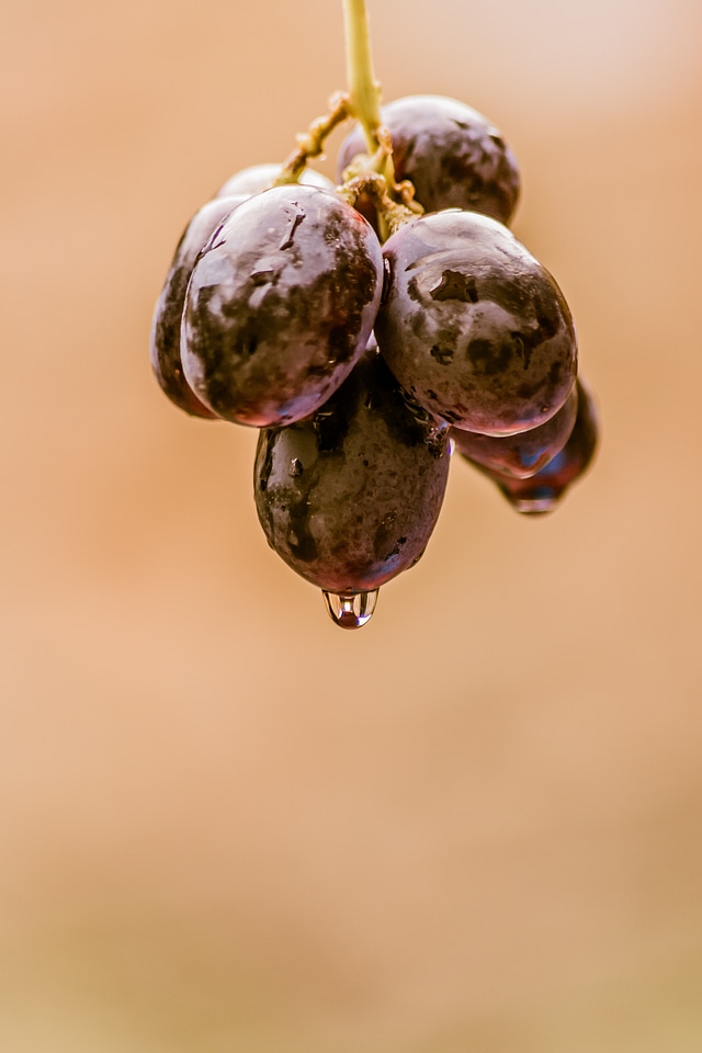 Fruit wine white
