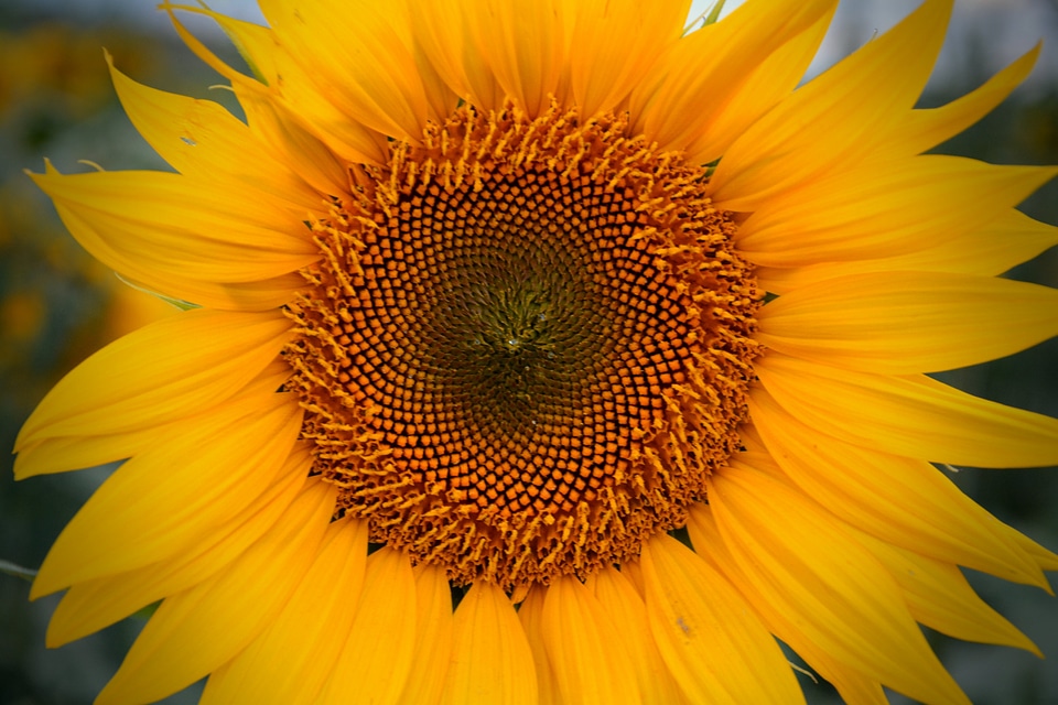Summer sunflower yellow