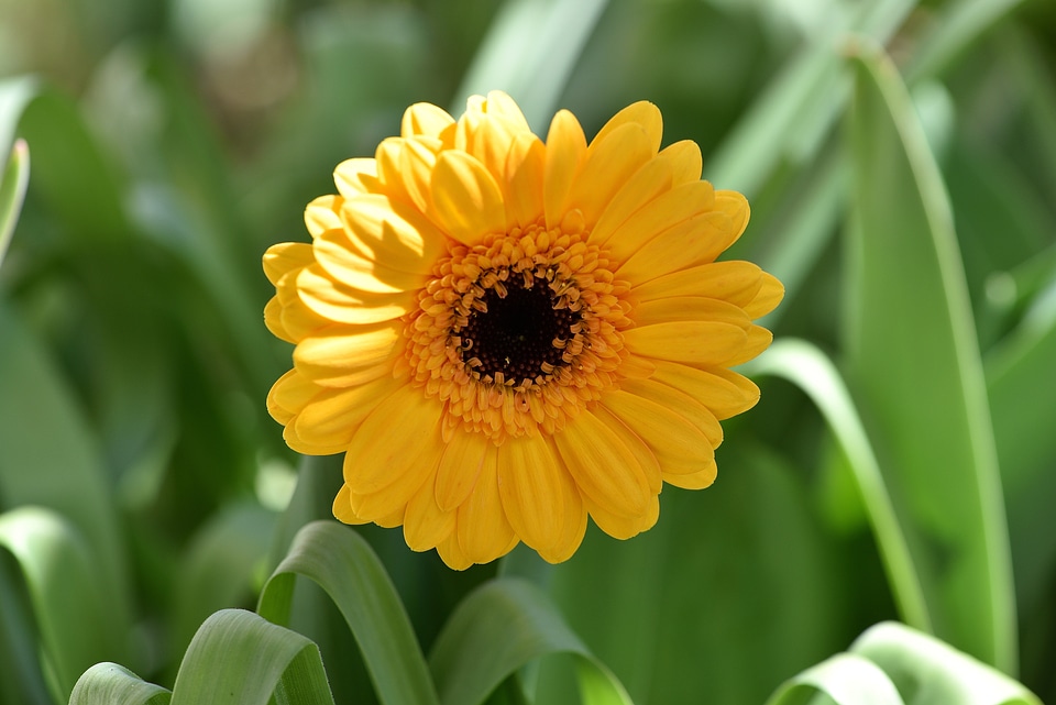 Bloom orange schnittblume