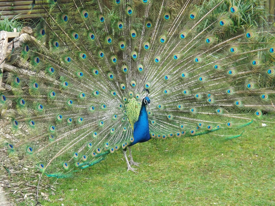 Bird nature peacock eye