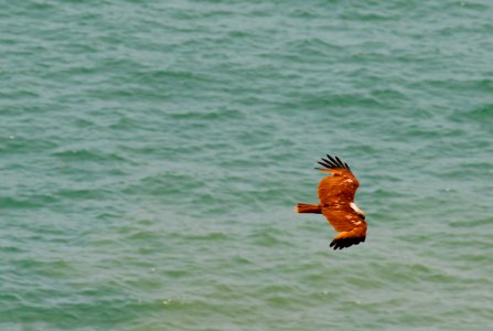 Golden Eagle
