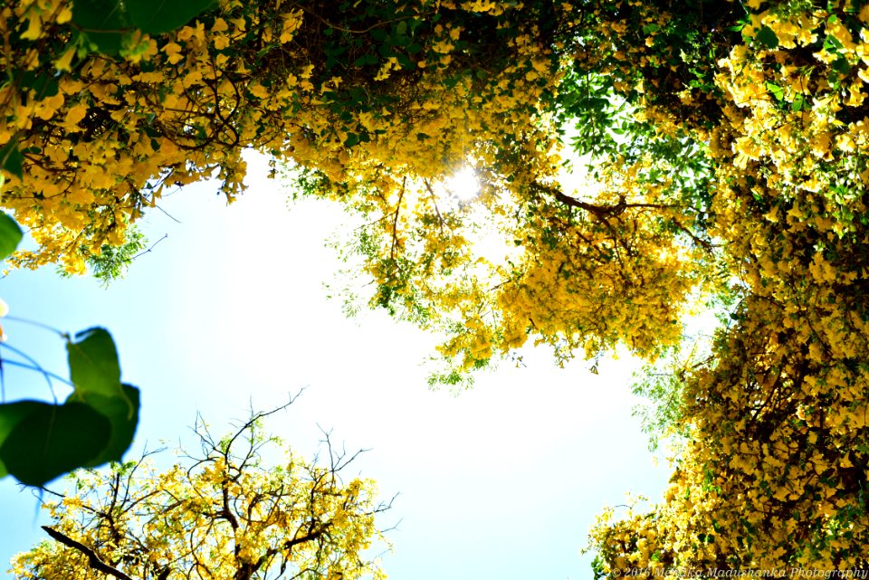 Blossom