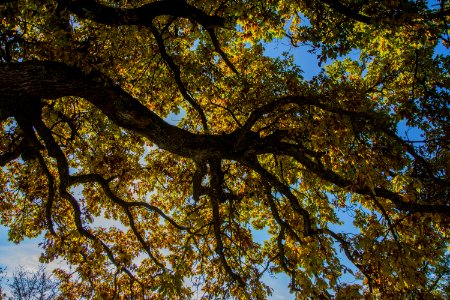 Reach for the Sky photo