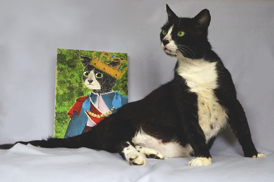 Cat cow animals domestic
