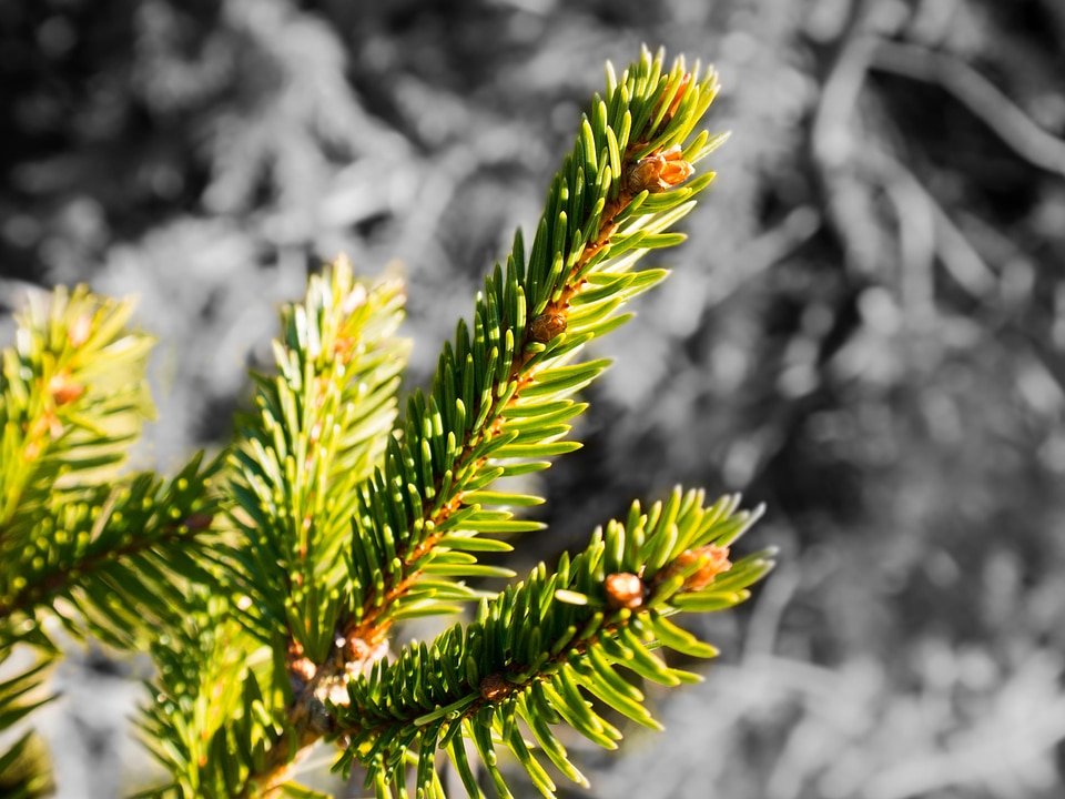Pine needles tap pine cones