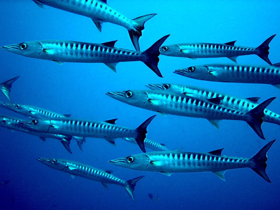 Meeresbewohner underwater world exotic