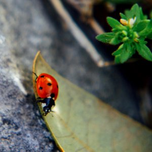 Lady Bug 2