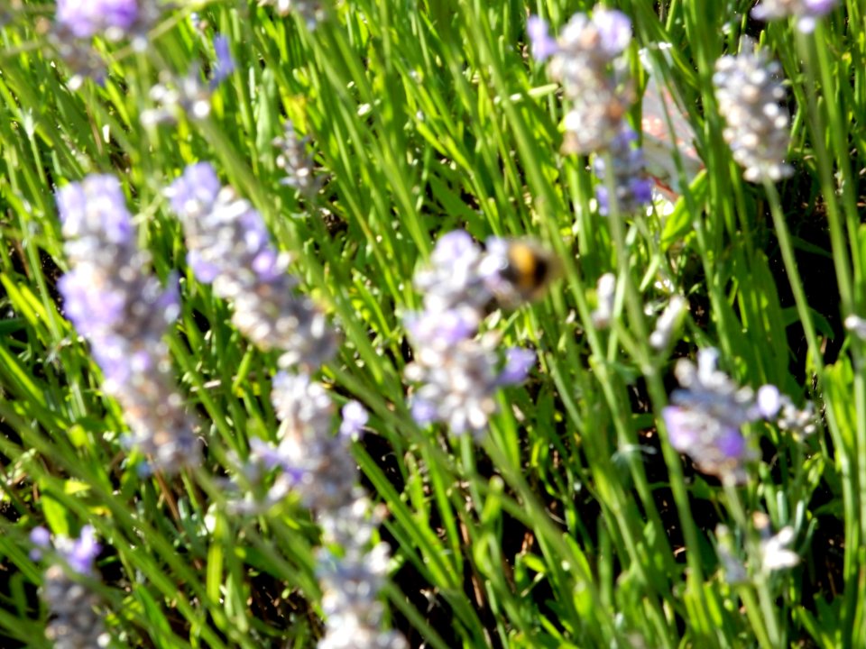 Bee on wildflowers