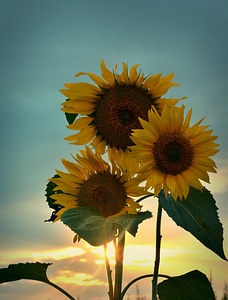 Summer sunflower sunset