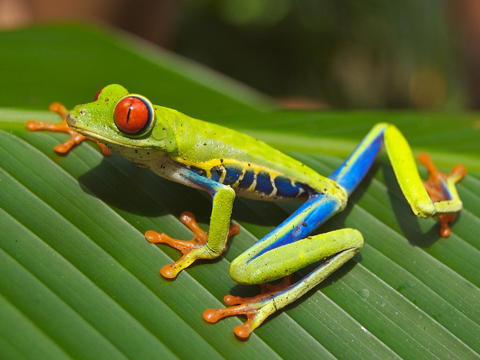 Amphibian tropical macro