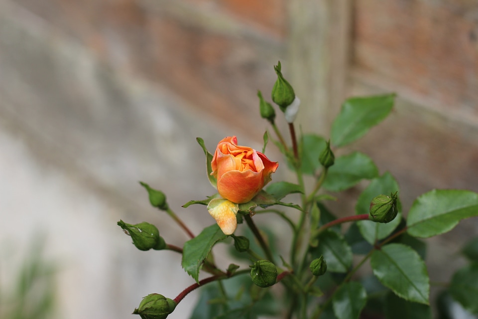 Bouquet orange bud