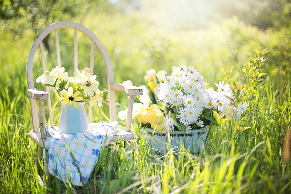Yellow garden flowers