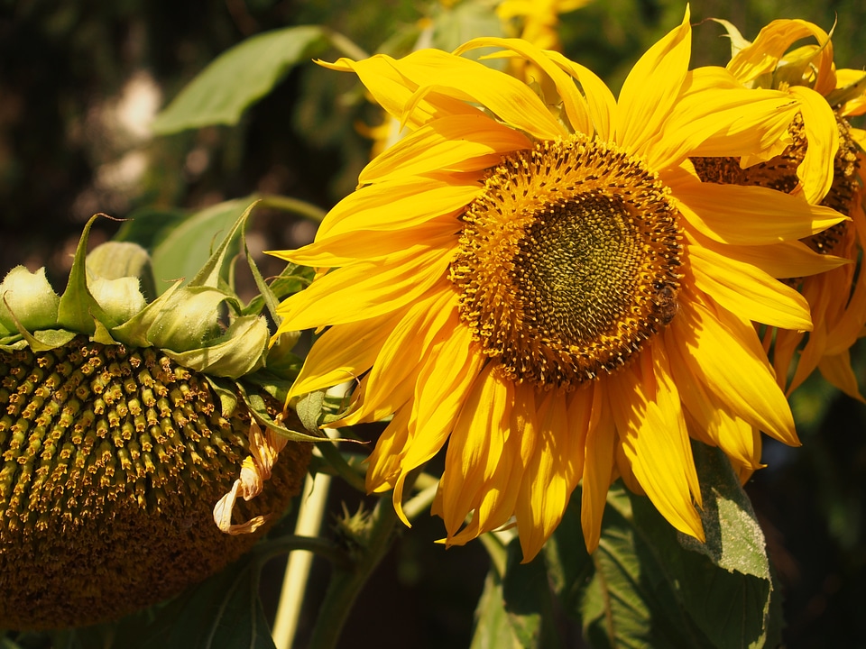 Summer flower yellow