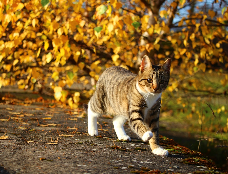 Kitten cat baby domestic cat