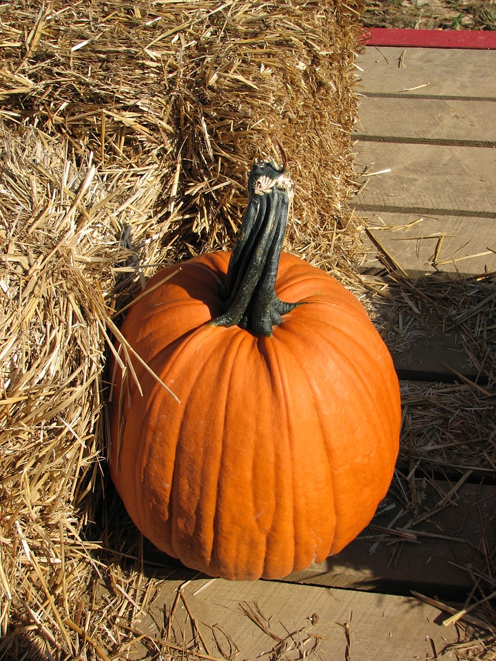 Orange october celebration