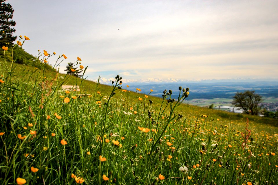 alpenpanorama roggen 010