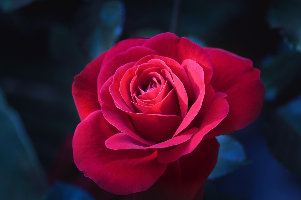 Blossom bloom red rose