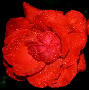 Drops petals flower