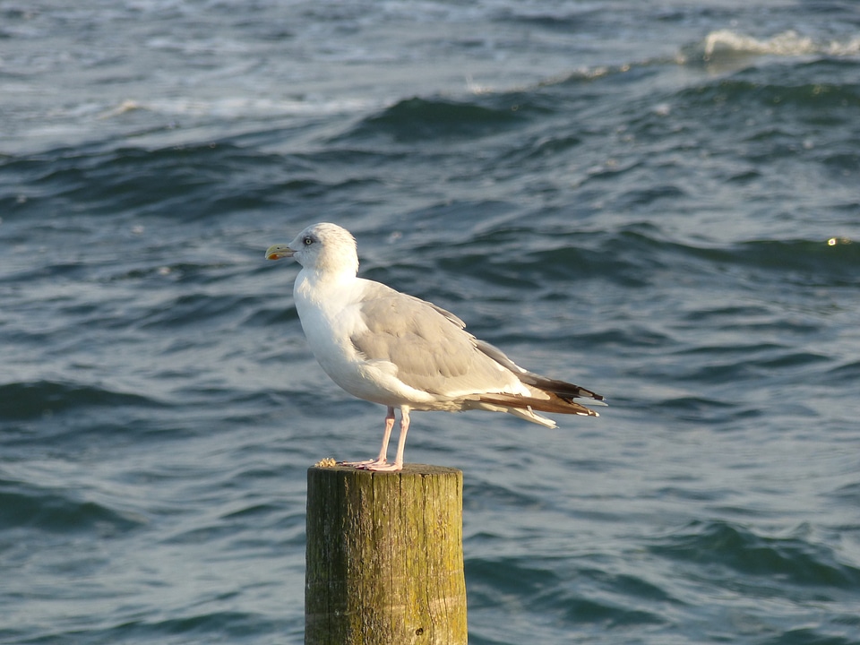 Wave nature bays