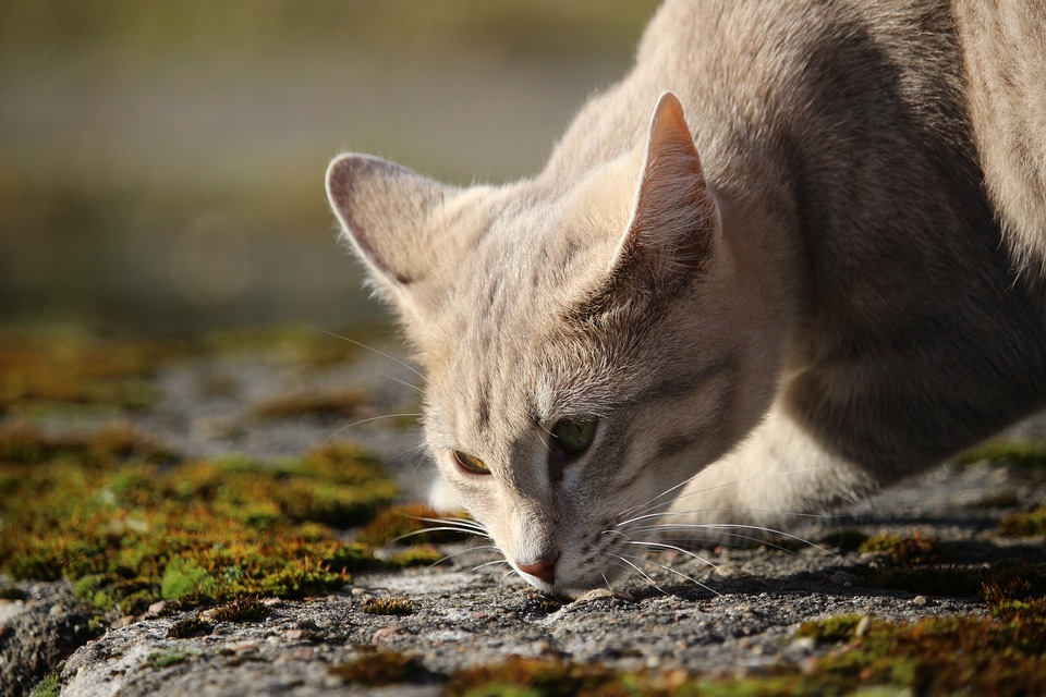 Kitten cat baby mackerel