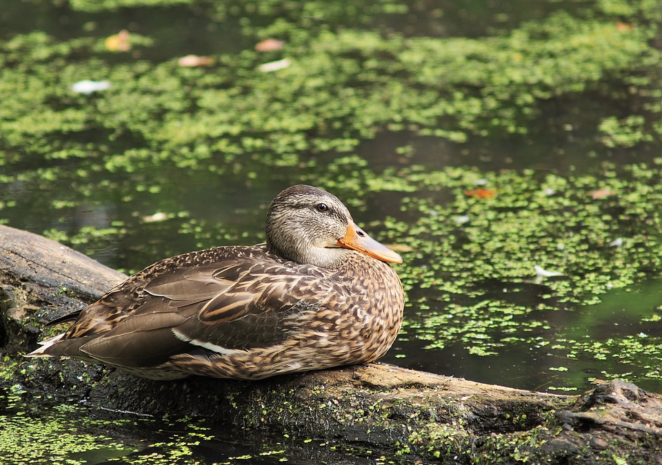 Pond bird wildlife photo