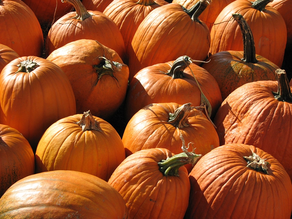 Autumn holiday orange