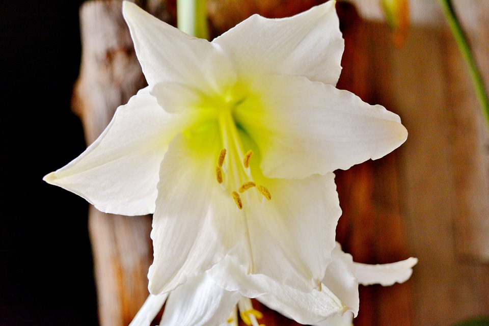 Flower plant bloom