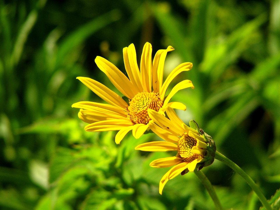 Bloom petals blossom photo