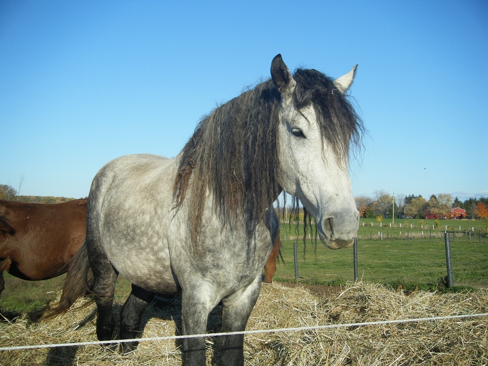 North american bashkir curly animal farm