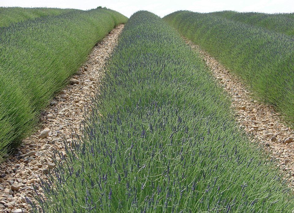 Lavender france provence