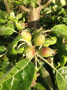 Apple fruit apple tree