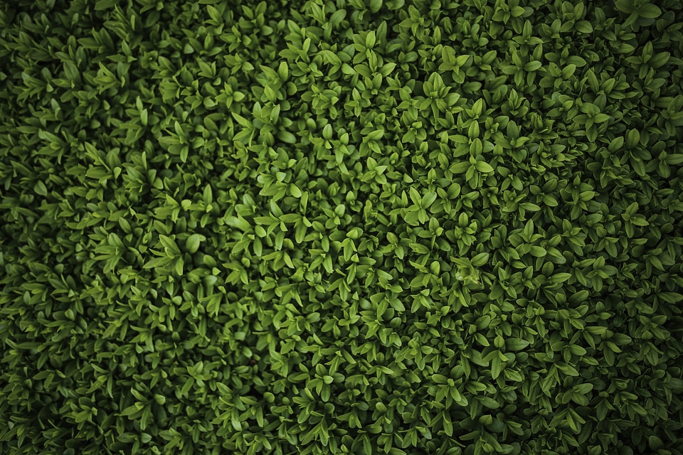 Privet ligustrum spring