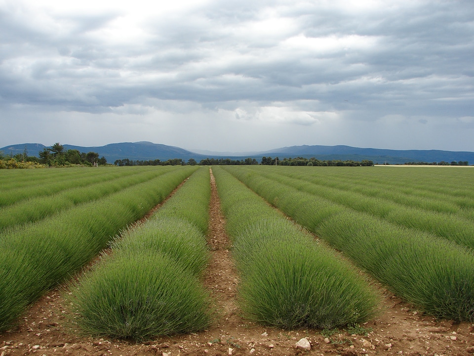 Provence lavender field