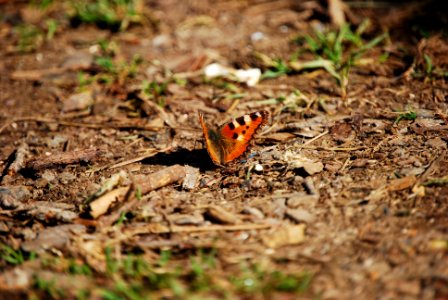 Mariposa photo