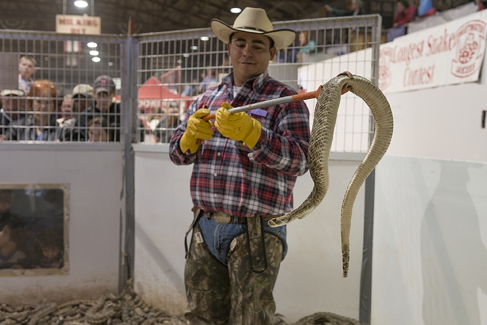 Snakes poisonous venomous