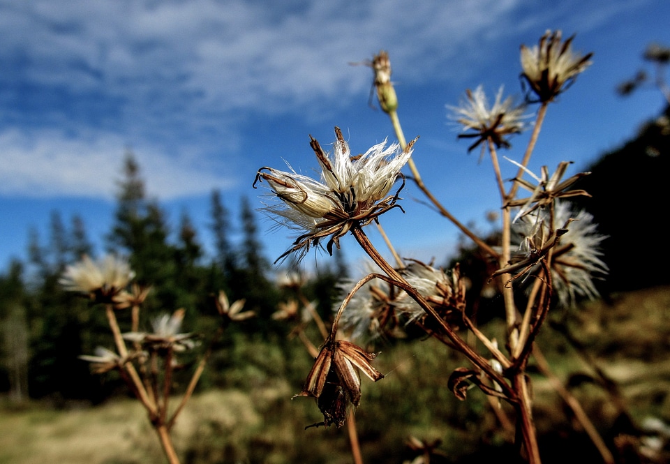 Flower plant grass