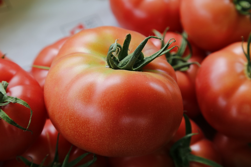 Tomatoes vegetables food