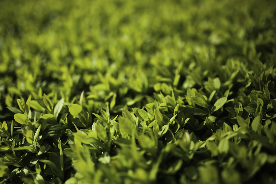 Young horizontal green