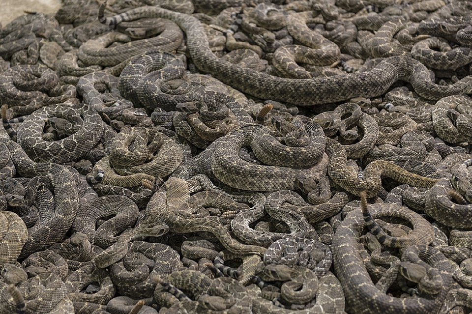 Roundup poisonous venomous