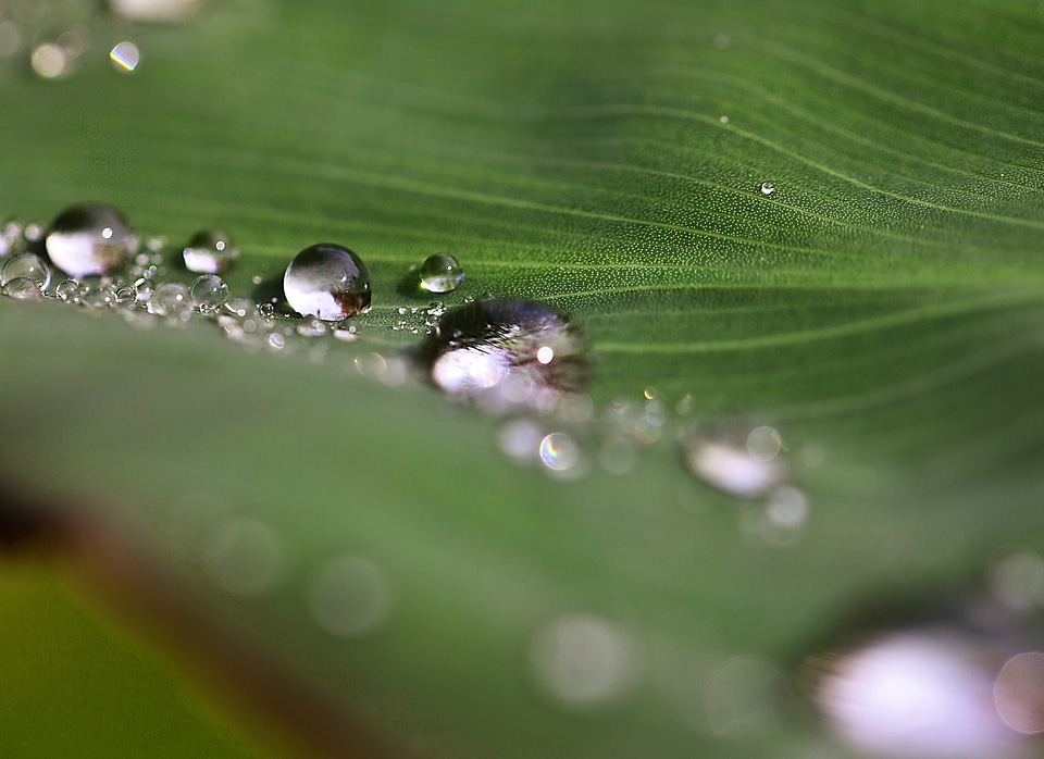 Rain drops nature after the rain