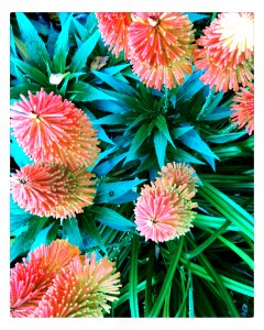 red hot poker,