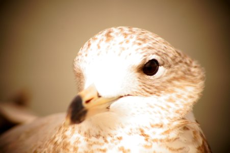 Royalty free picture of a bird for blogs