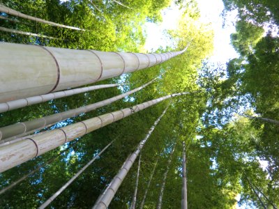 Bamboo, Kyoto photo